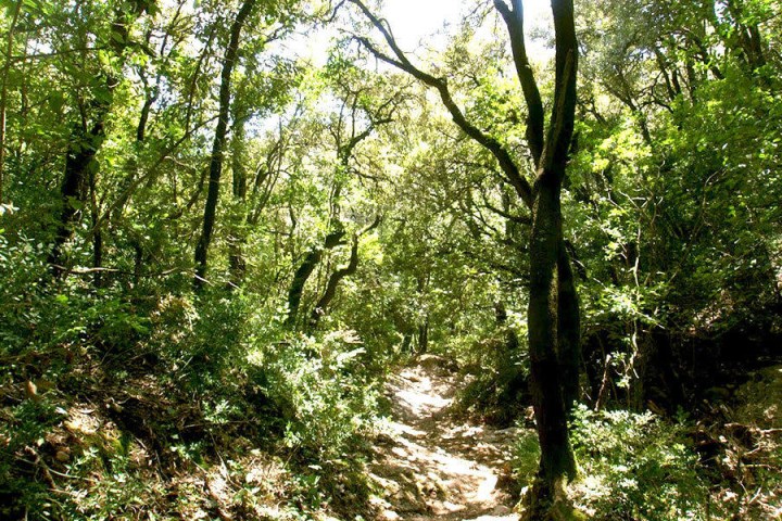 a view of inside a forest