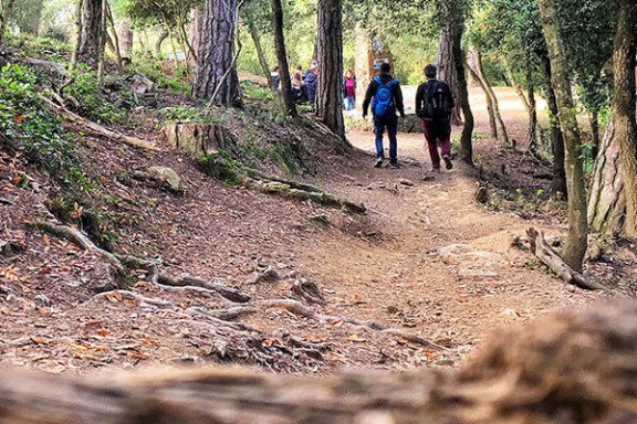 a group of people walking down a dirt path in a forest