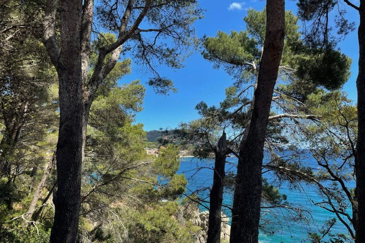 a large tree in a forest