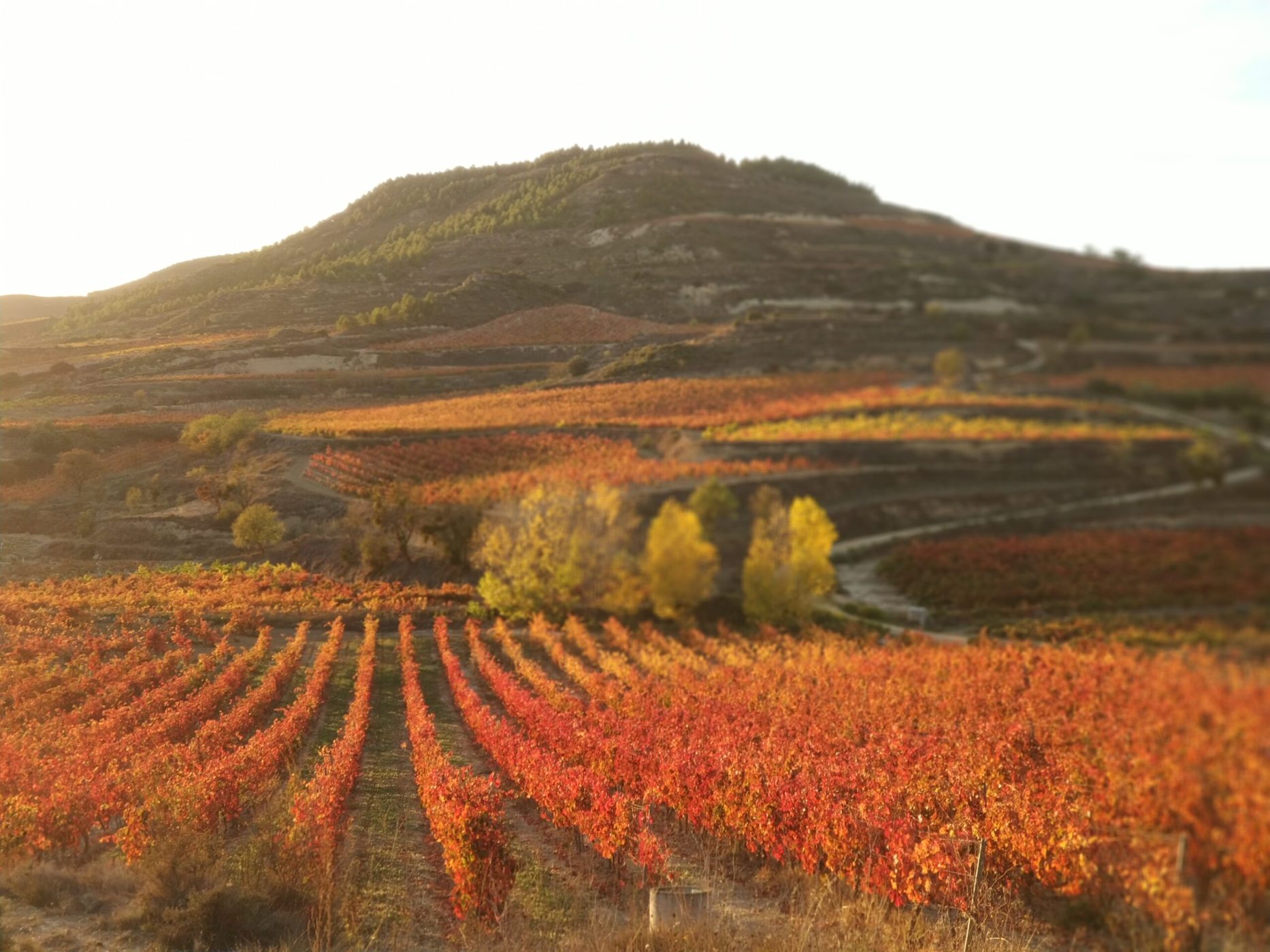 Premium Three Days Rioja Experience | Spanish Trails