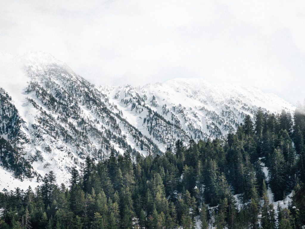 A forest with trees with a mountain in the snow
