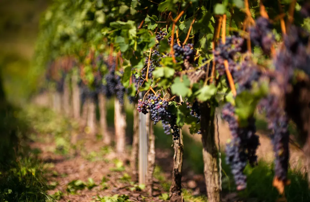 Grape on tree