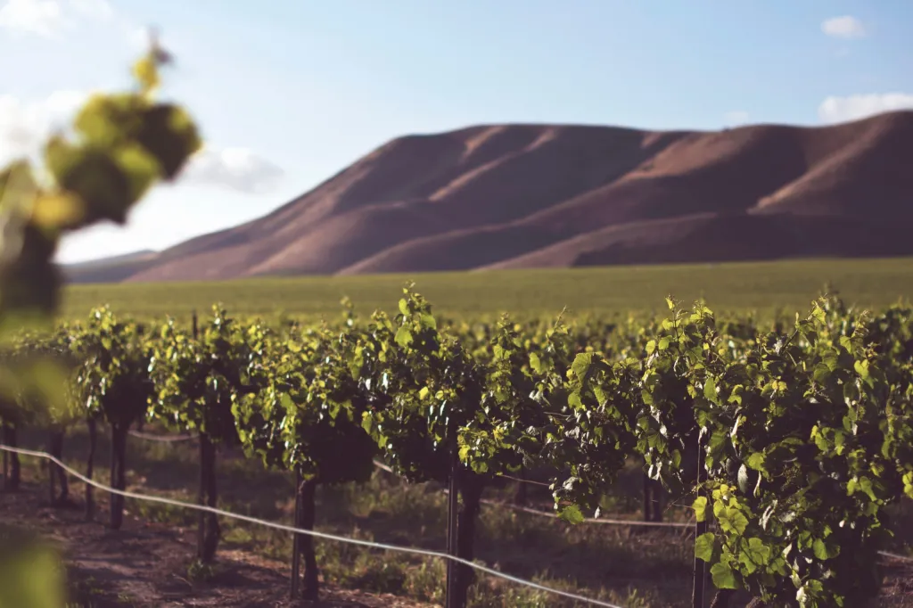 Vineyard with mountain
