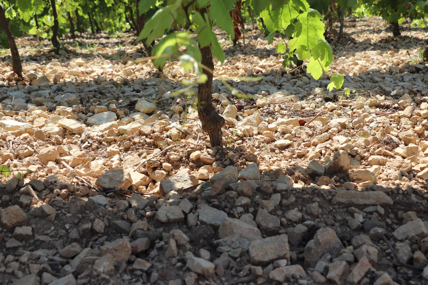 Grape vines growing in rocky soil with green leaves on a sunny day.