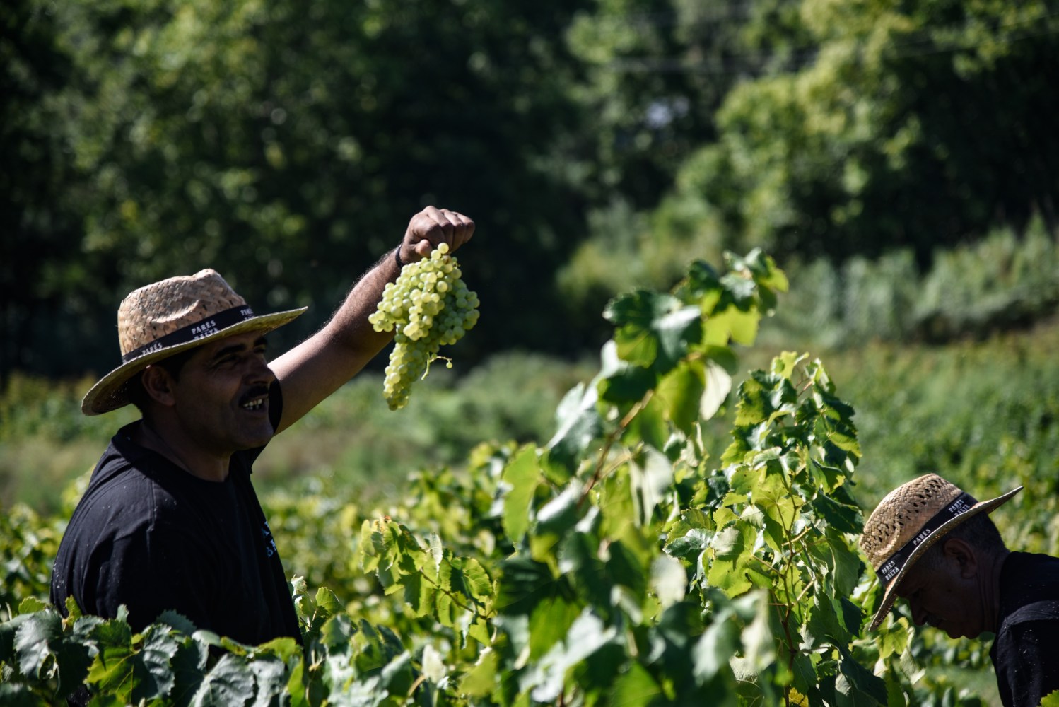 Two farmers in hats harvesting green grapes in a lush vineyard on a sunny day.