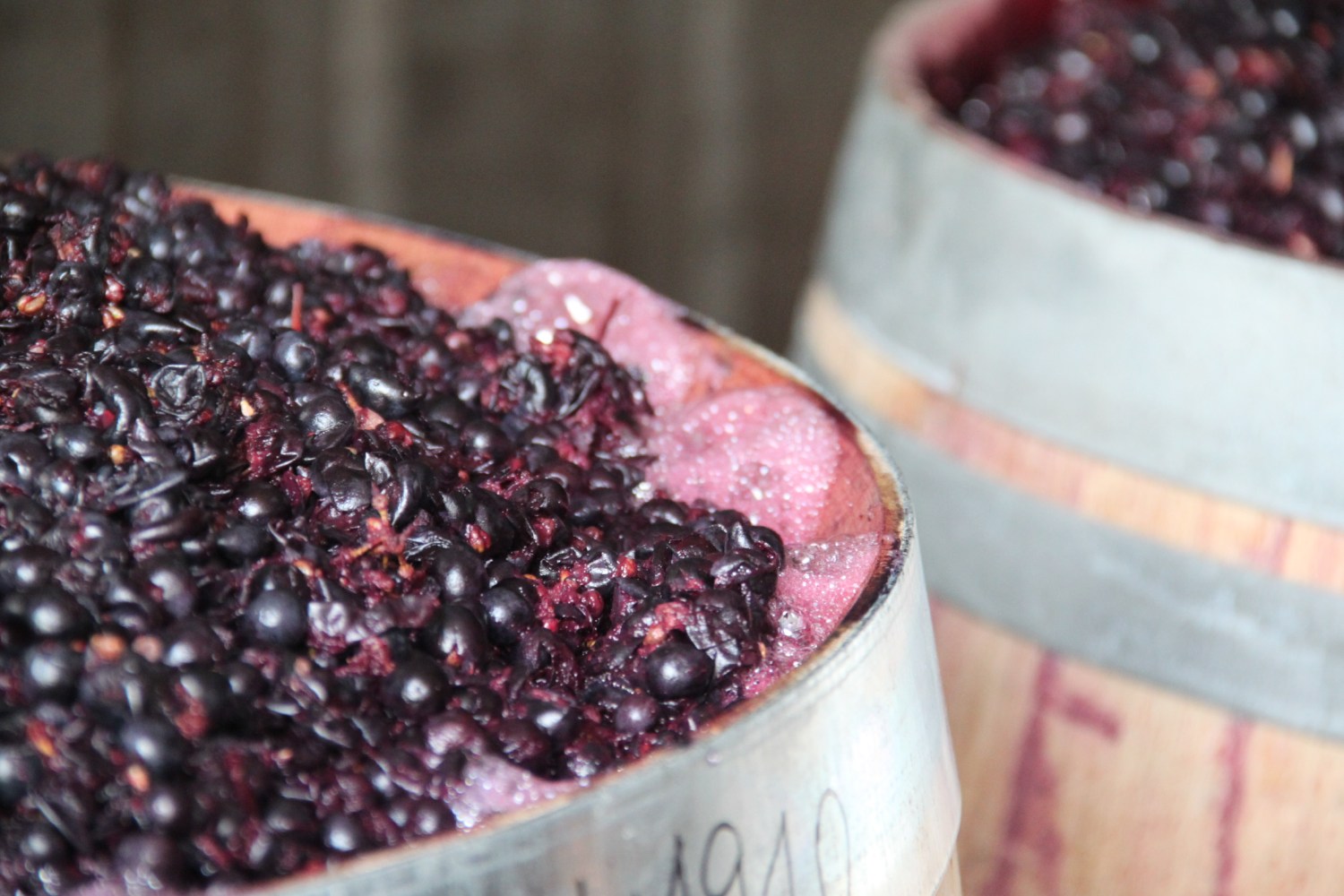 Close-up of two barrels filled with dark grapes fermenting.