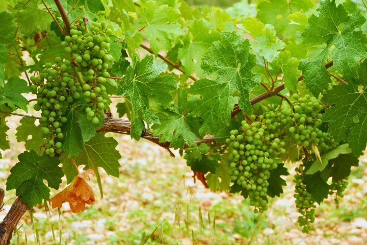 Grape vines in the Priorat wine region