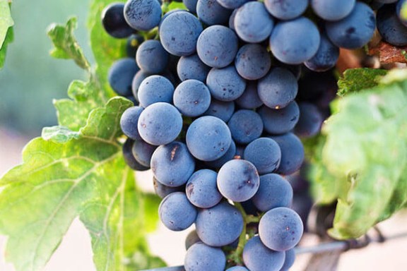 a close up of a plant