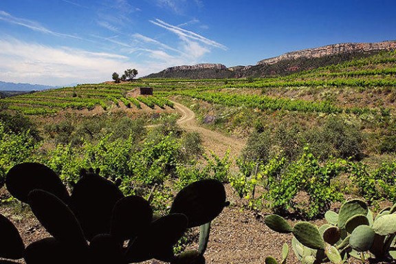 a close up of a garden